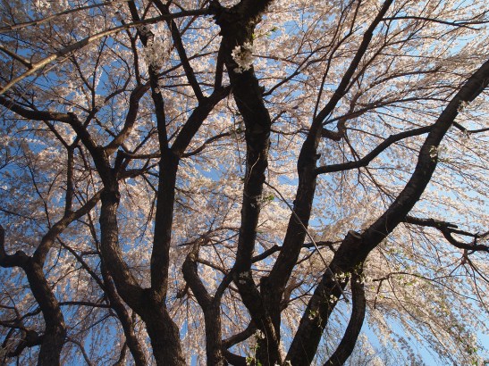 Spring